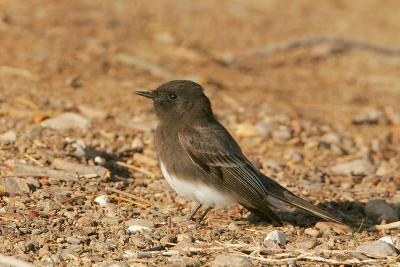 Black Phoebe