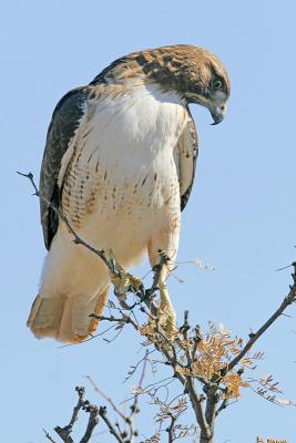 Red-tailed Hawk