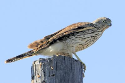 Sharp-shinned Hawk