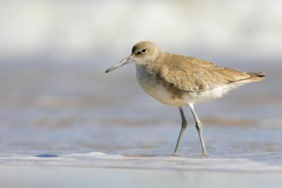 Willet