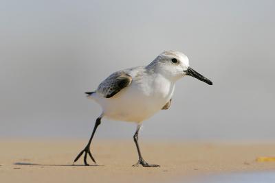 Sanderling