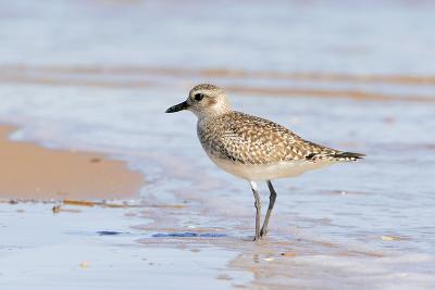 Black-bellied Plover