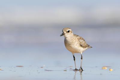 Black-bellied Plover