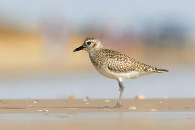 Black-bellied Plover