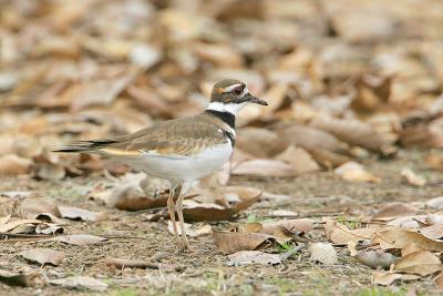 Killdeer