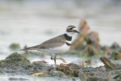 Killdeer