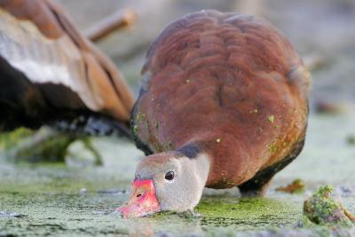 Black-bellied Whistling-Duck