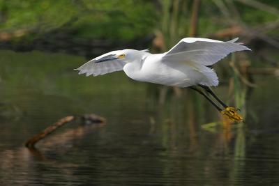 Snowy Egret