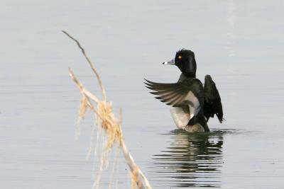 Ring-necked Duck