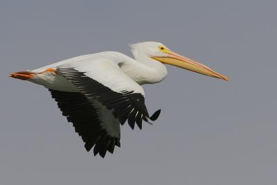 American White-Pelican