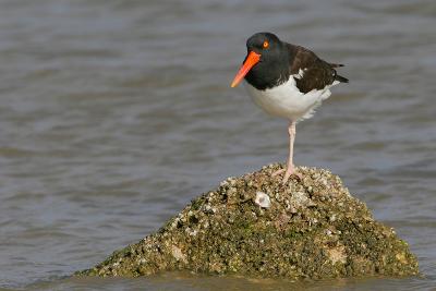 American Oystercatcher