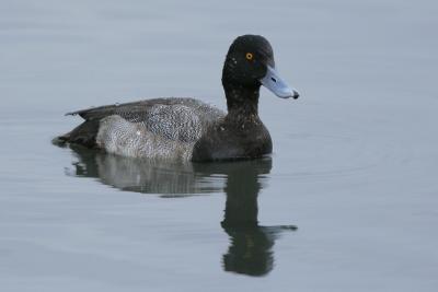 Lesser Scaup