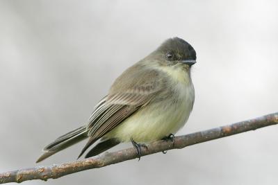 Eastern Phoebe