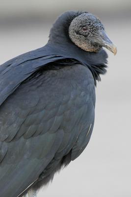 Black Vulture