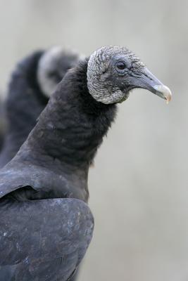 Black Vulture