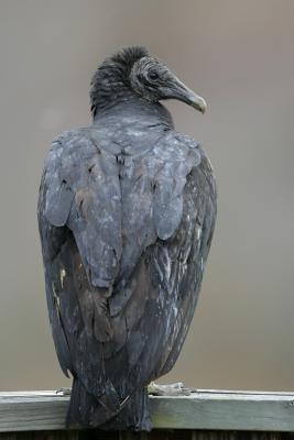 Black Vulture