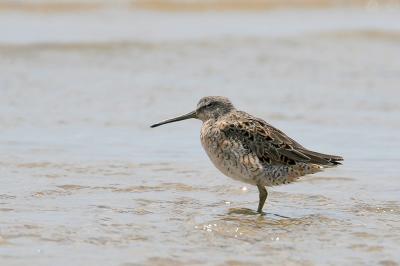 Short-billed Dowitcher