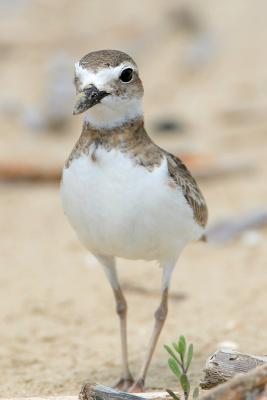 Wilsons Plover