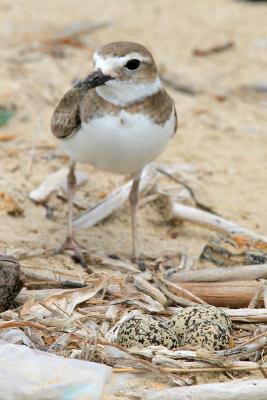 Wilson's Plover