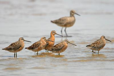 Short-billed Dowitcher