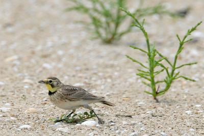 Horned Lark