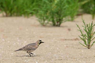 Horned Lark