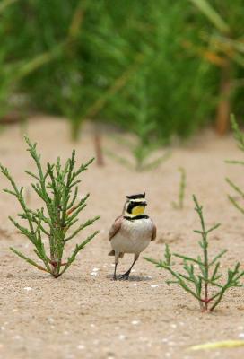 Horned Lark