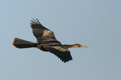 Anhinga