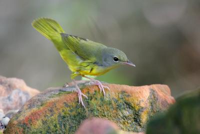 Mourning Warbler