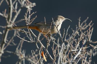 Crissal Thrasher