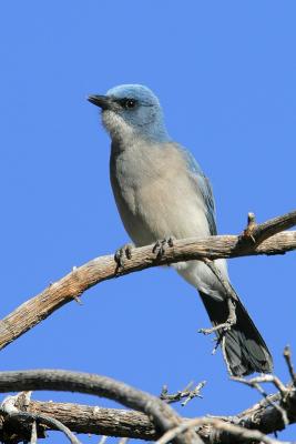 Mexican Jay