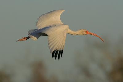 White Ibis