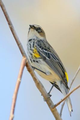 Yellow-rumped Warbler