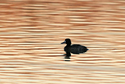 Lesser Scaup