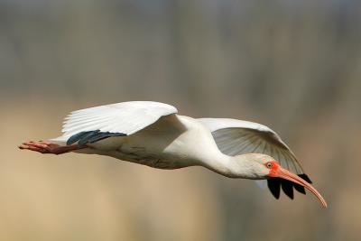 White Ibis