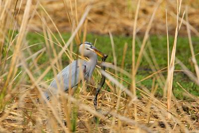 Great Blue Heron