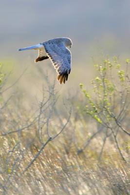 Northern Harrier