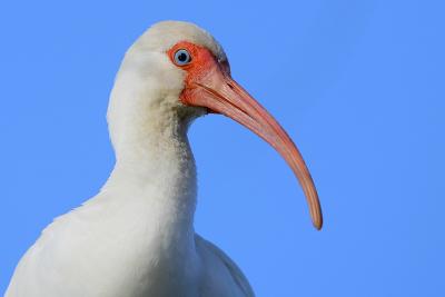 White Ibis