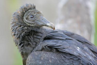 Black Vulture