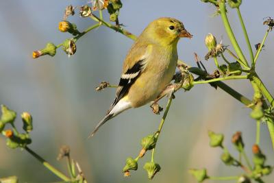 American Goldfinch