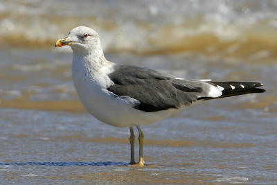 Lesser Black-backed Gull