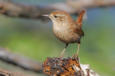 Winter wren