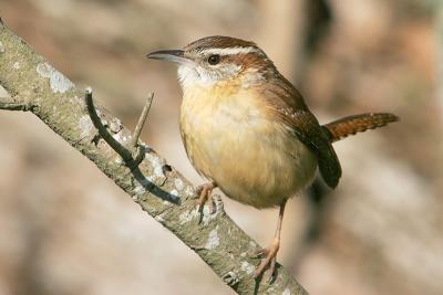 Carolina Wren