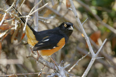 Eastern Towhee