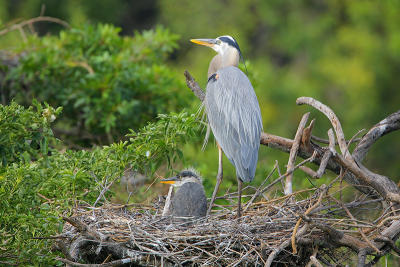 Great Blue Heron