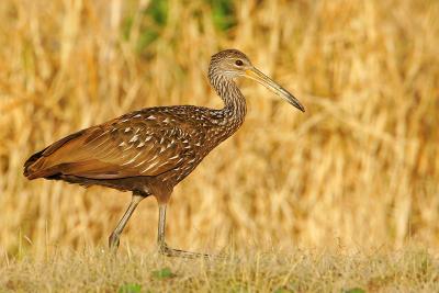 Limpkin