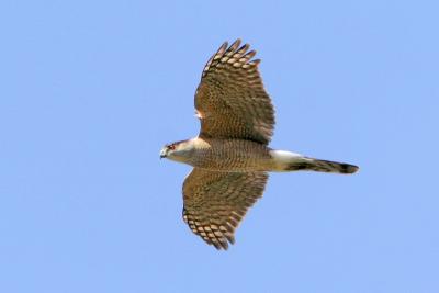 Sharp-shinned Hawk