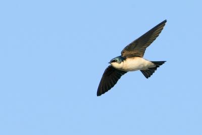 Tree Swallow