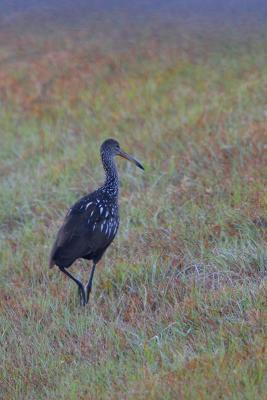 Limpkin