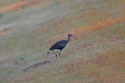 Limpkin